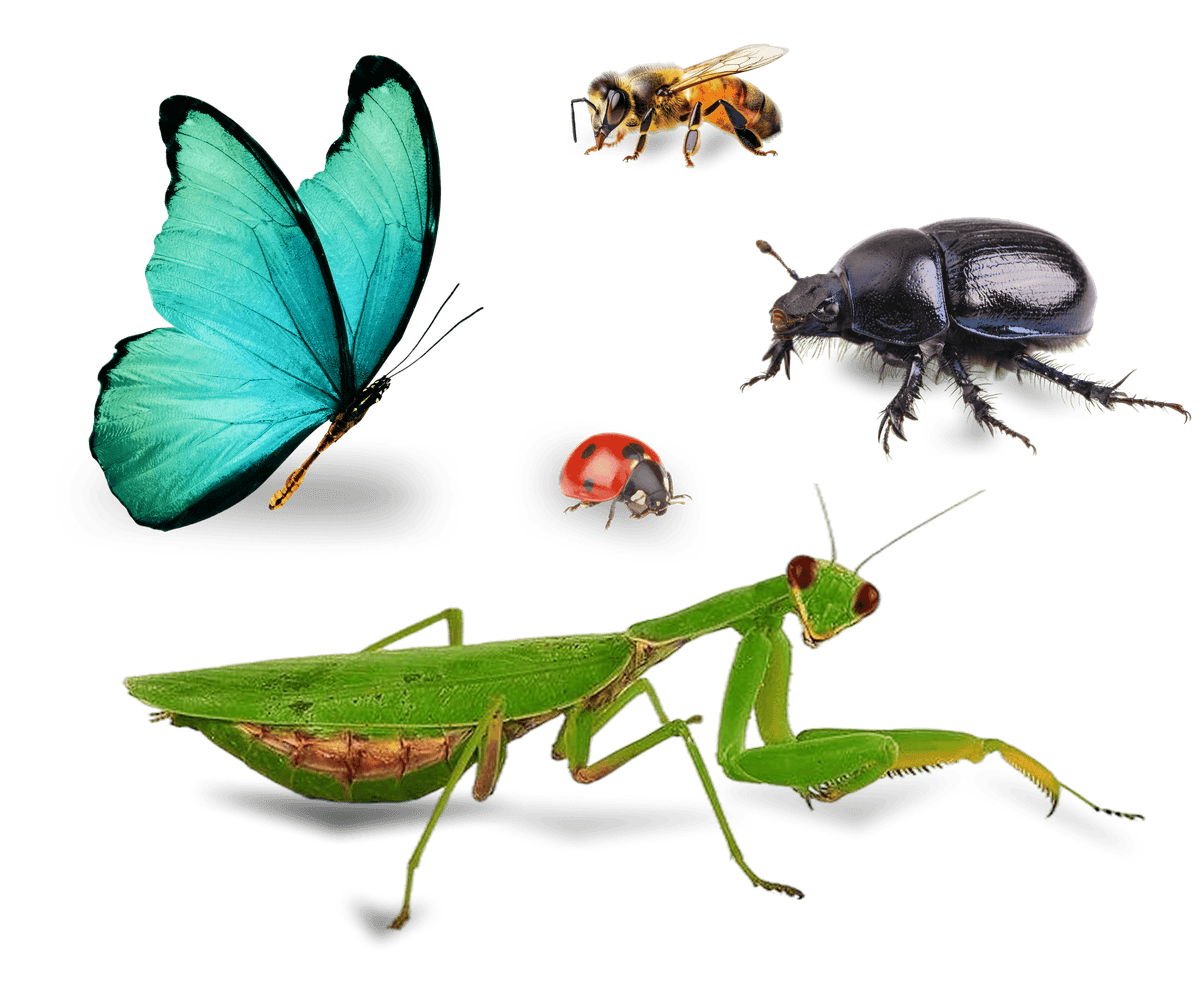 Preview of the insect identifier mobile app
